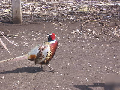48+ringneck pheasant eggs (see description for prices )