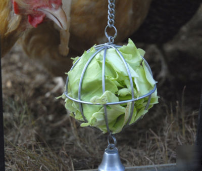 Happy hen treats treat ball, chickens hatching eggs