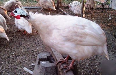24+ guinea fowl hen hatching eggs 23 + rare colors npip